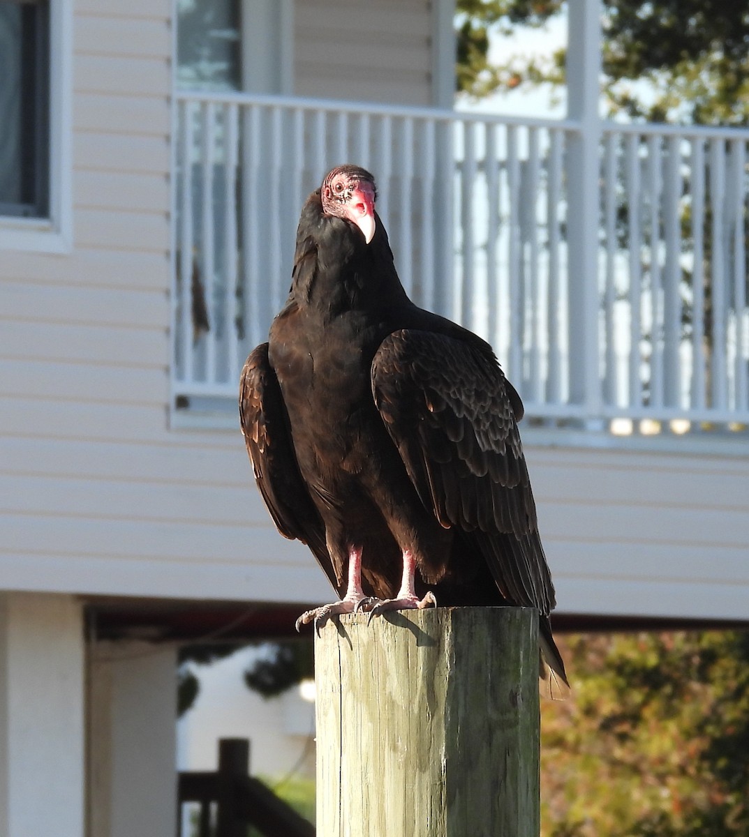 Turkey Vulture - ML646792527