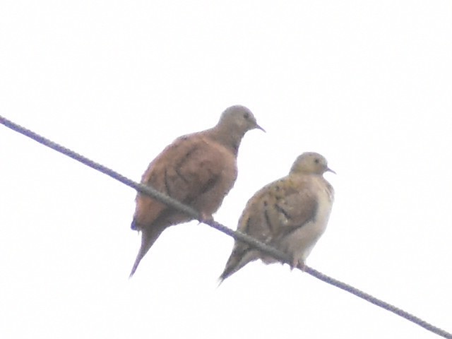 Ruddy Ground Dove - ML646792528