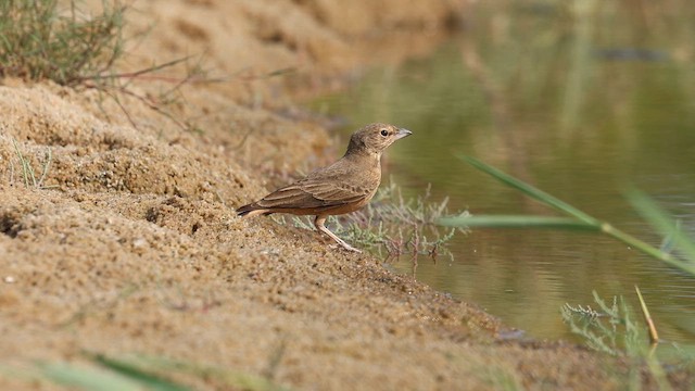 Kızıl Kuyruklu Toygar - ML646792530