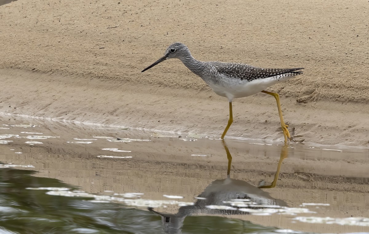 Greater Yellowlegs - ML646792532