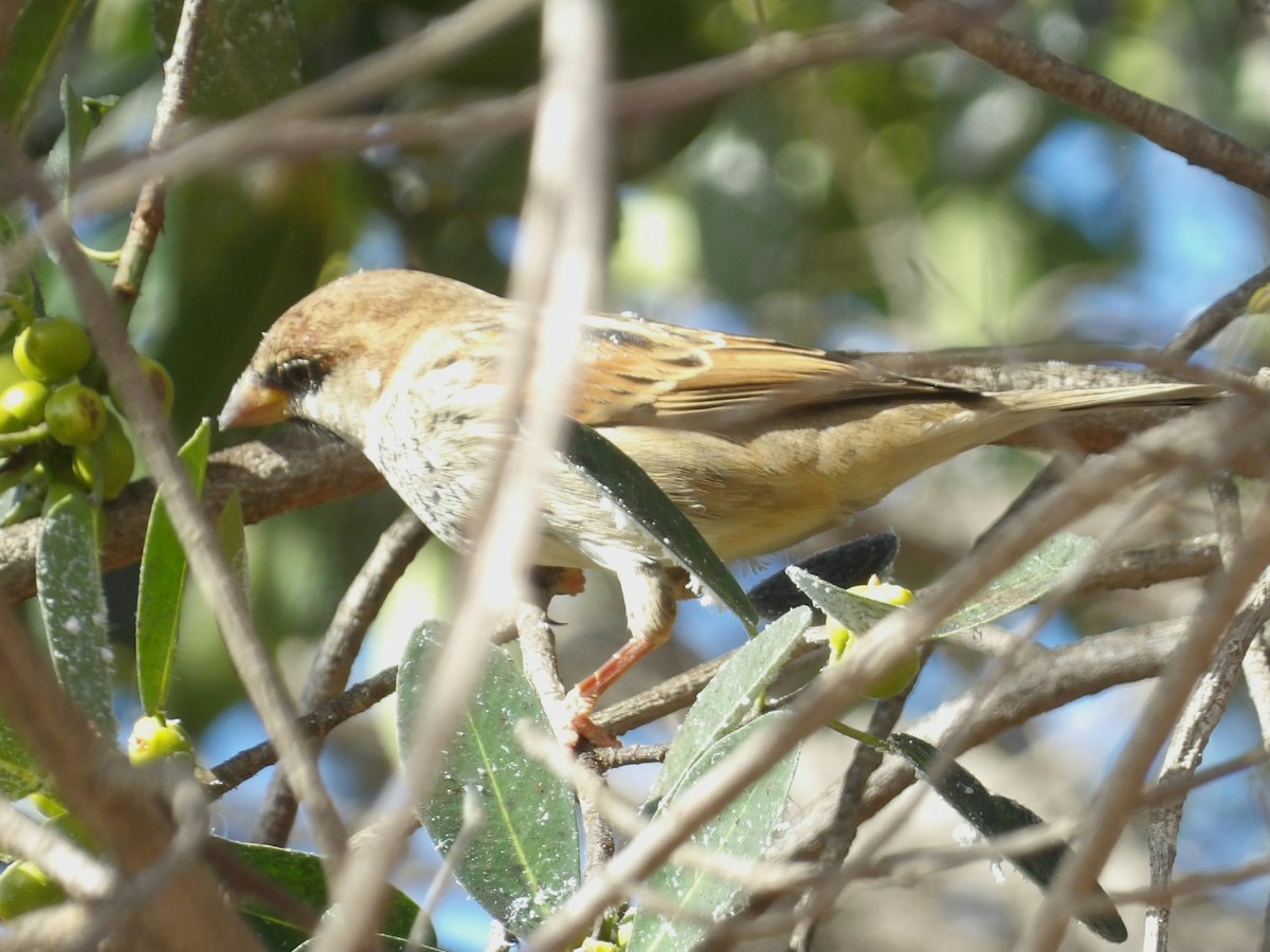 Spanish Sparrow - ML646792533