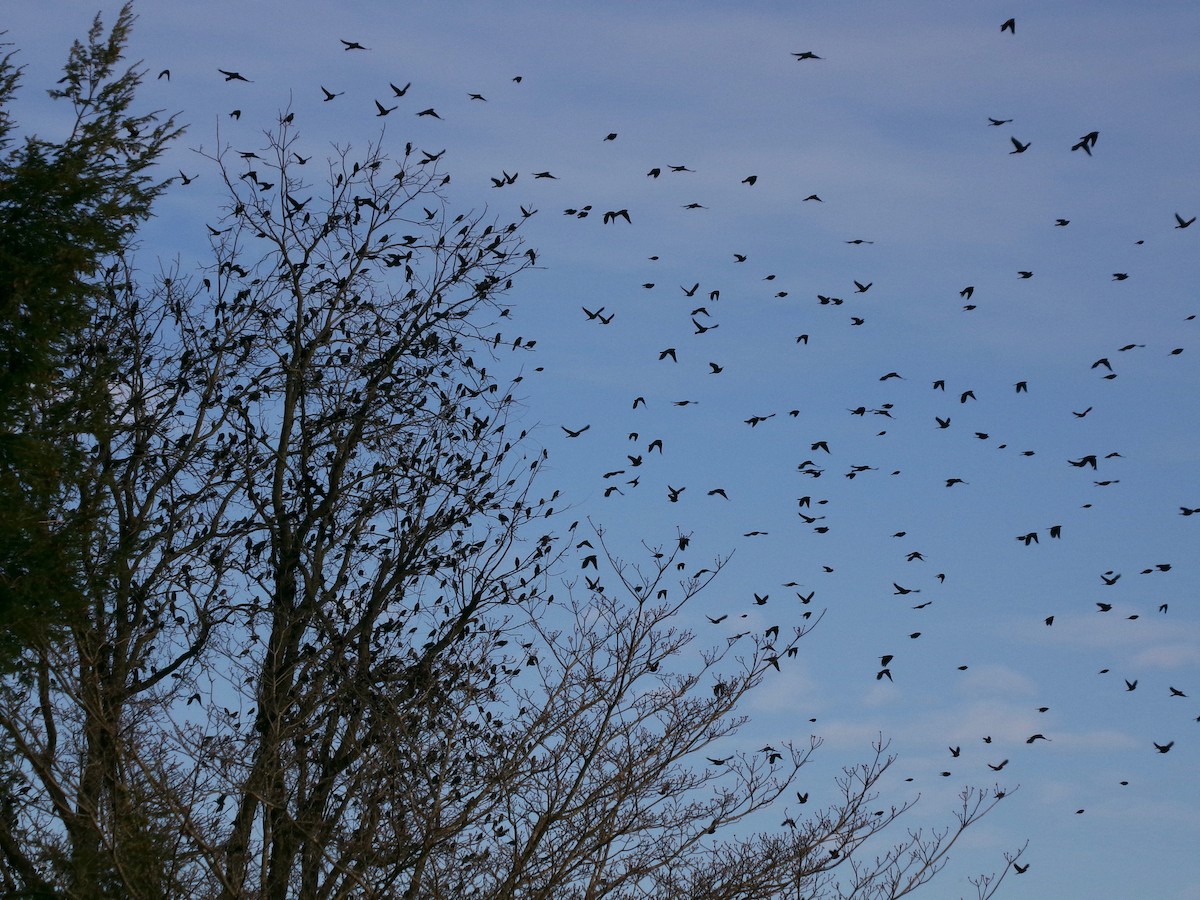 Common Grackle - ML646792534