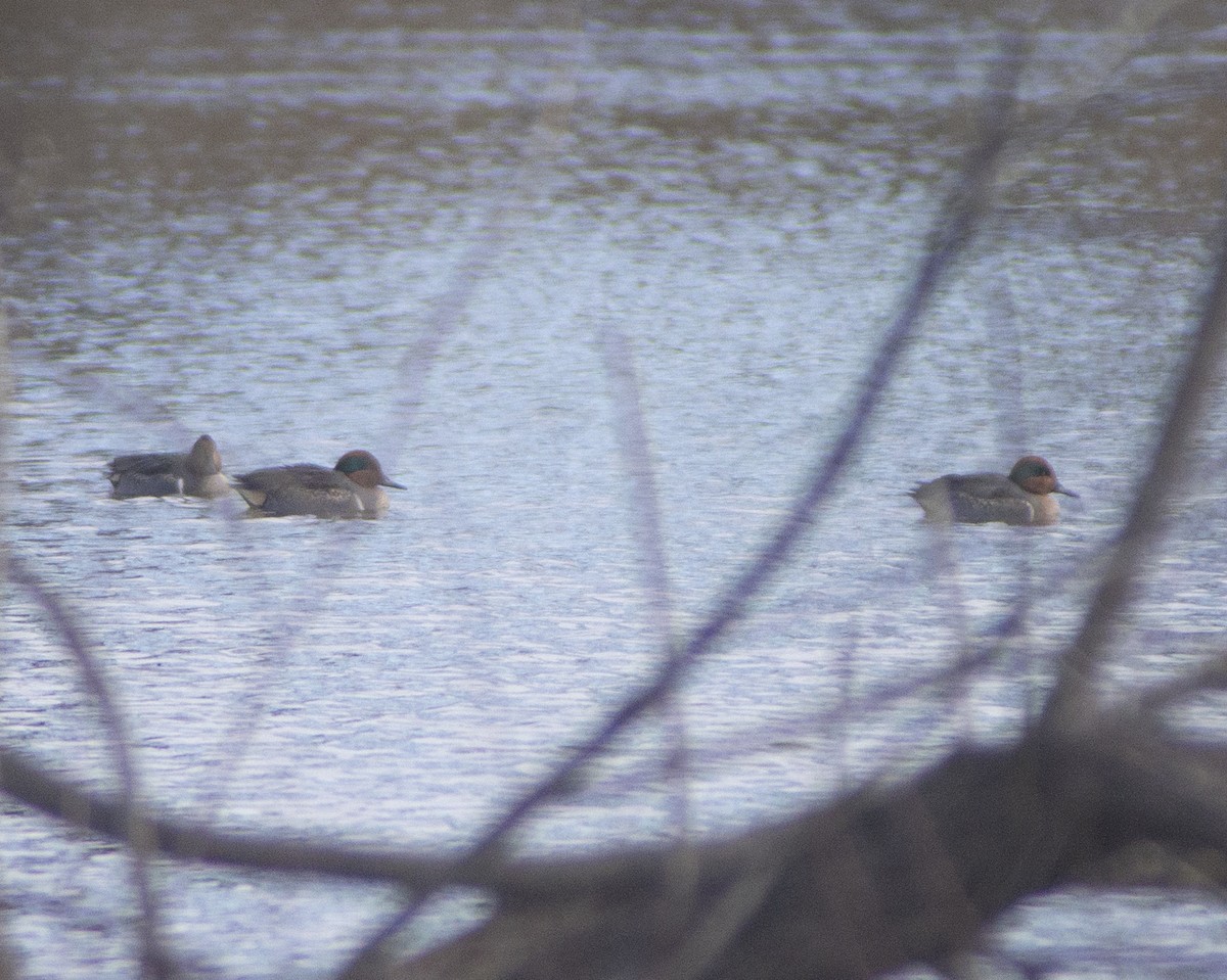 Green-winged Teal - ML646792536