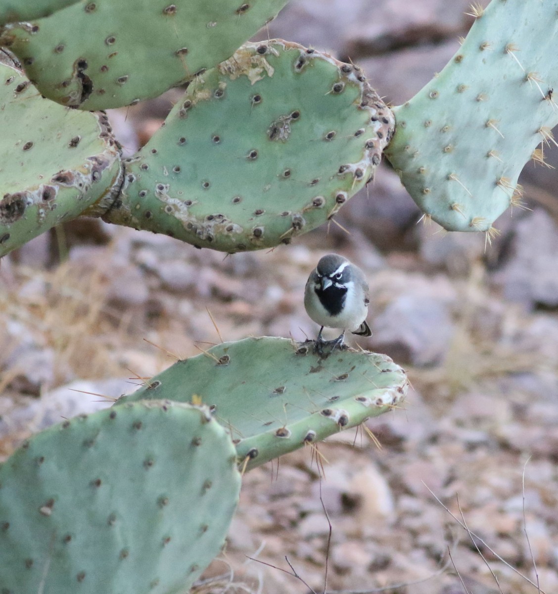 Чернозобая овсянка - ML646792537