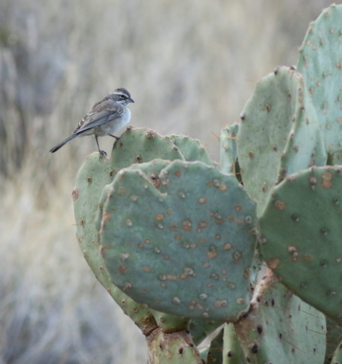 Black-throated Sparrow - ML646792538