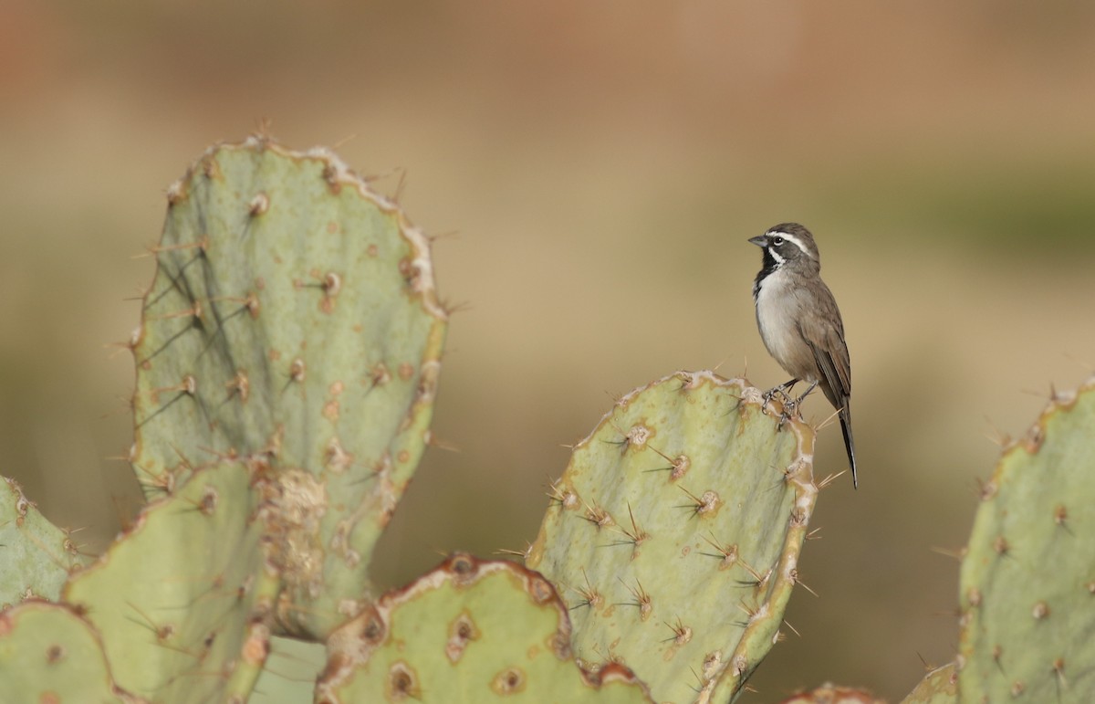 Чернозобая овсянка - ML646792539