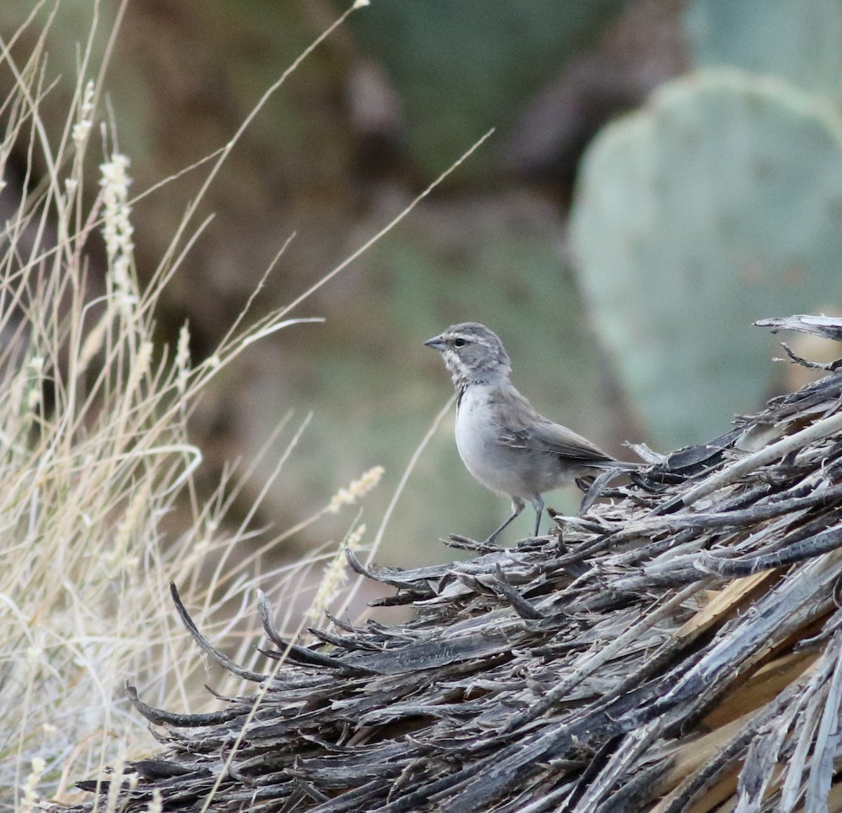 Чернозобая овсянка - ML646792540