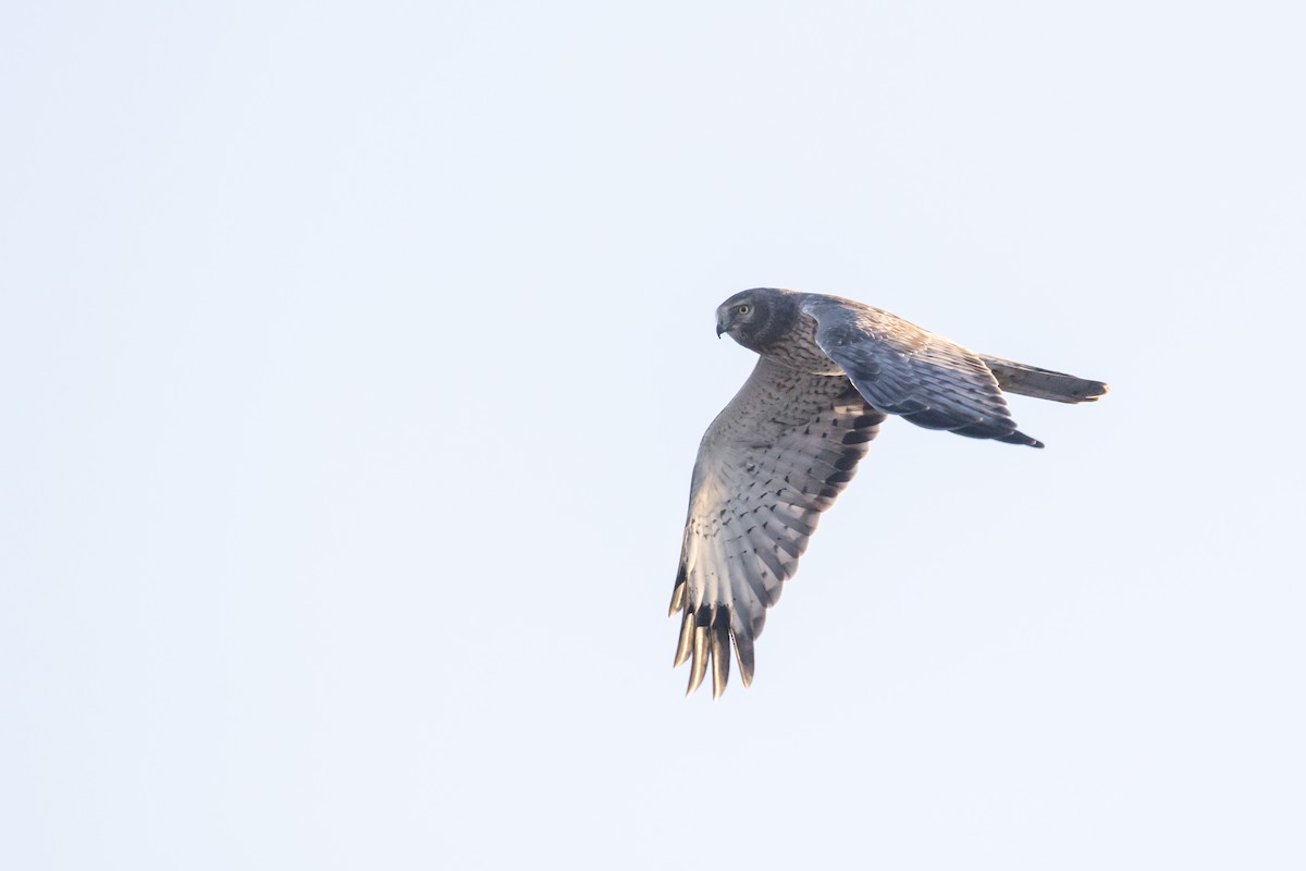 Northern Harrier - ML646792541