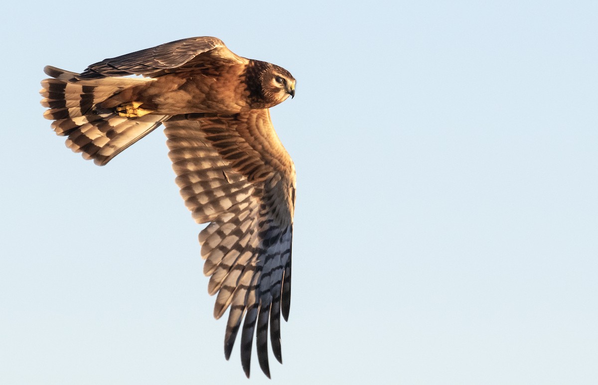 Northern Harrier - ML646792543