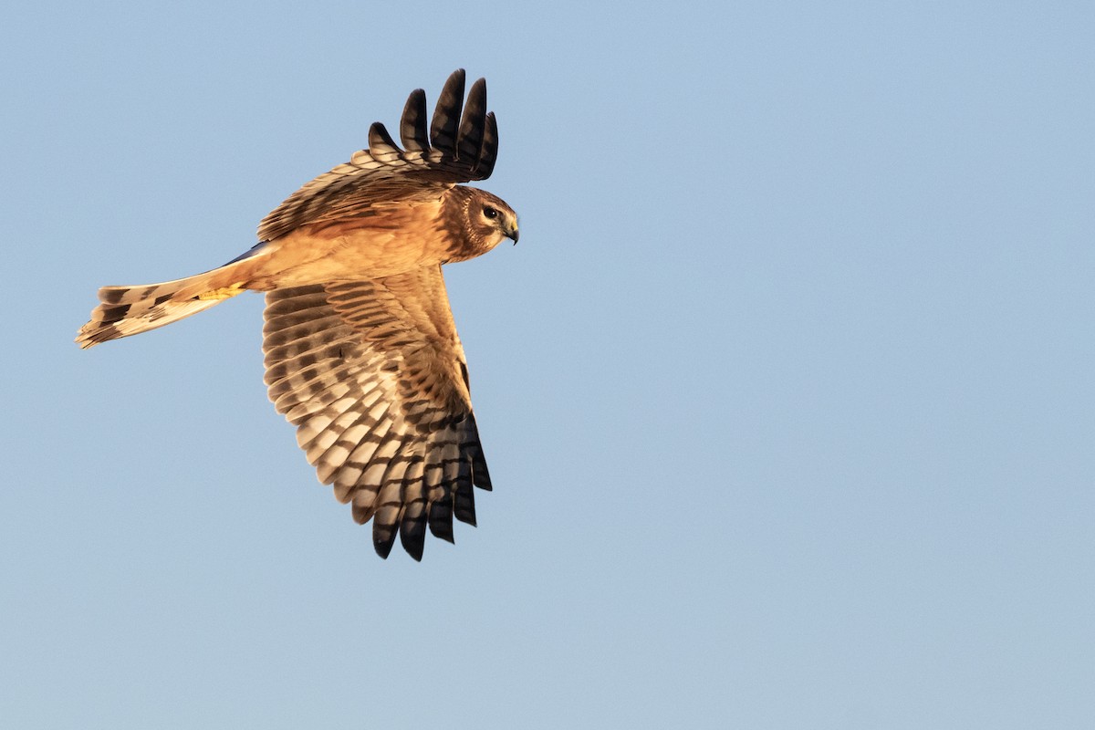 Northern Harrier - ML646792544