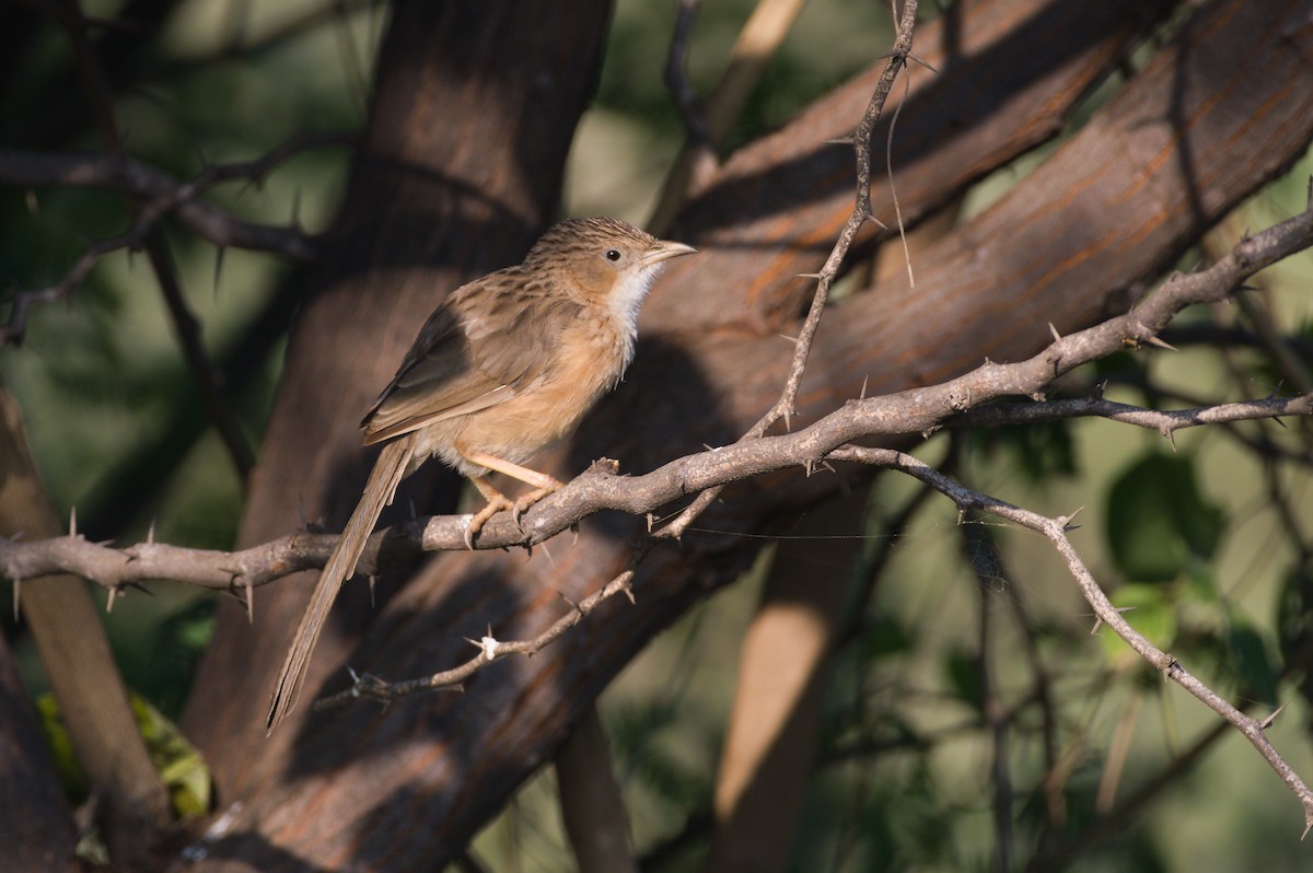 Common Babbler - ML646792546