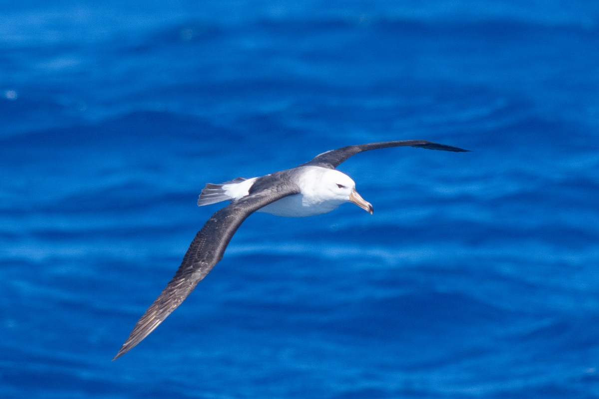 Kara Kaşlı Albatros - ML646792547