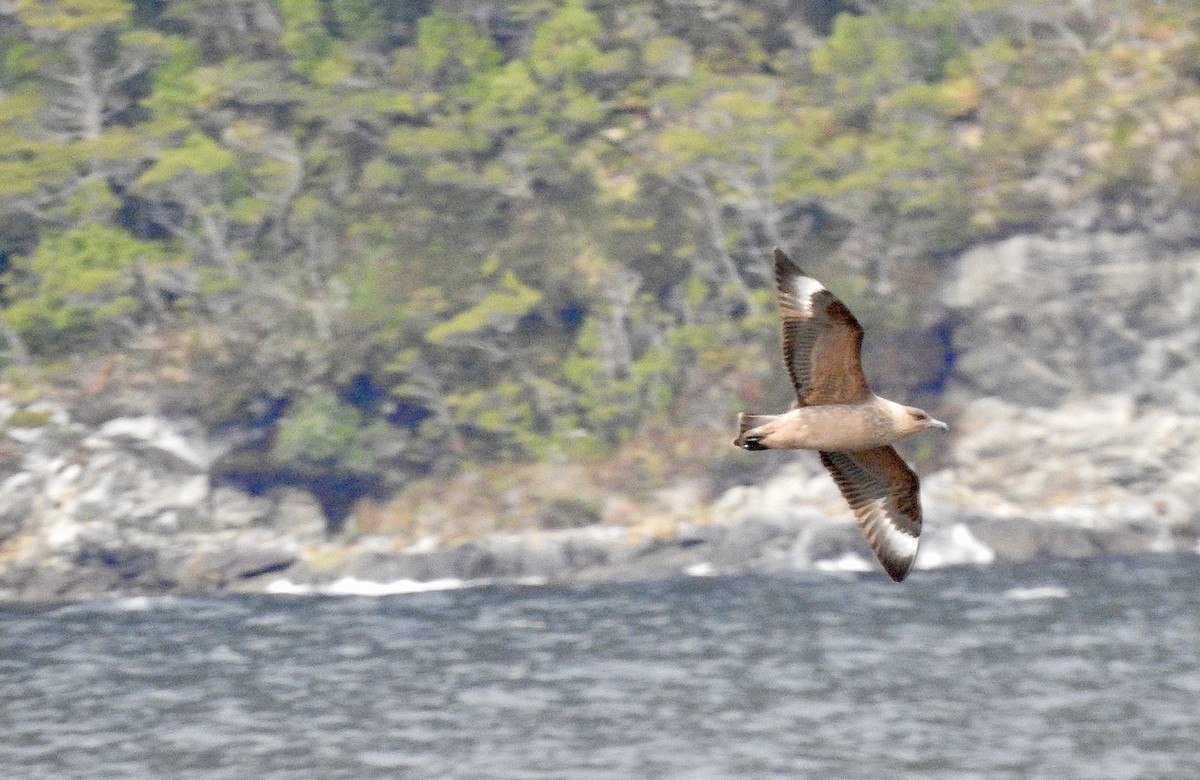 Чилийский поморник - ML646792548