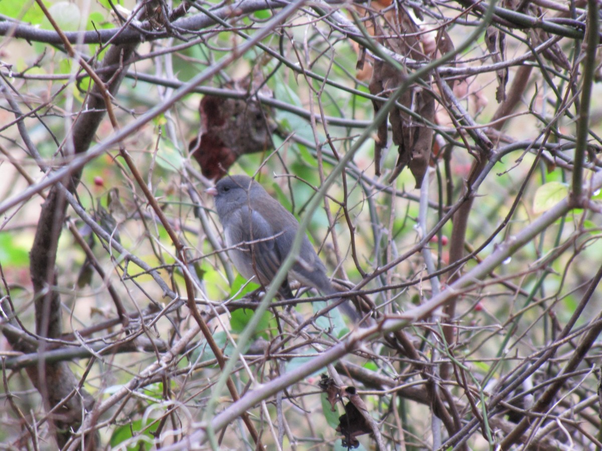 Серый юнко - ML646792549