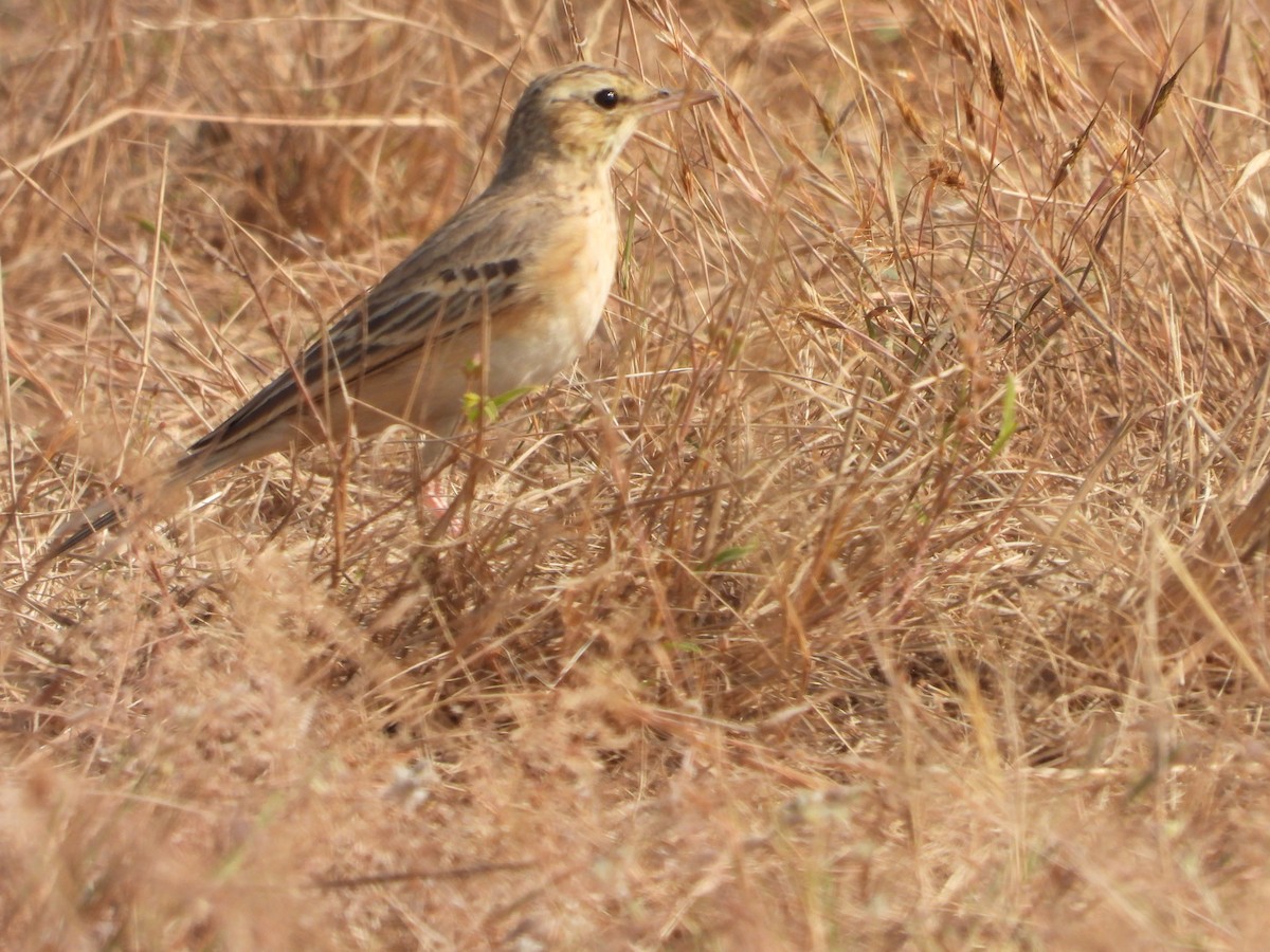 Полевой конёк - ML646792550