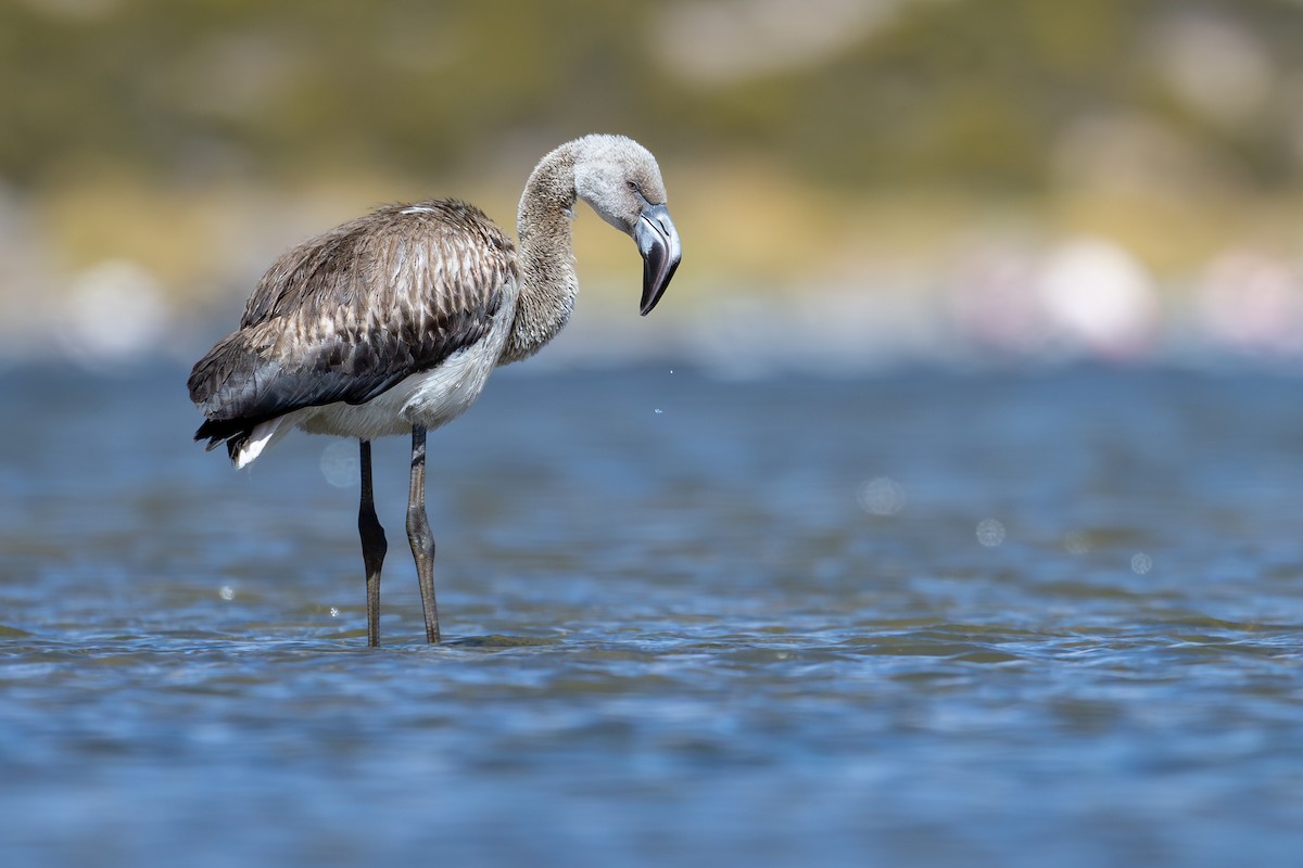 Чилийский фламинго - ML646792551