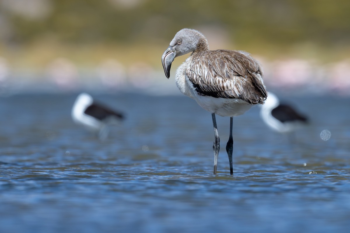 Чилийский фламинго - ML646792552