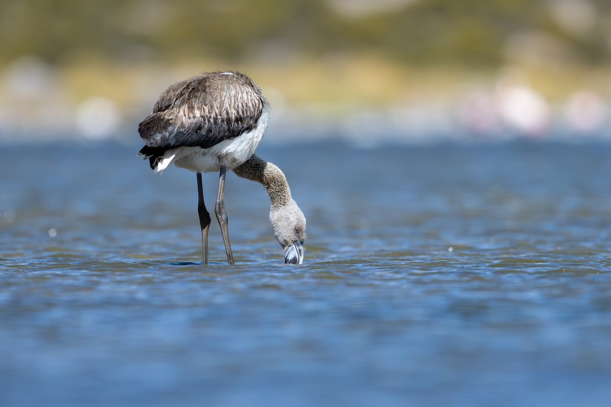 Чилийский фламинго - ML646792553