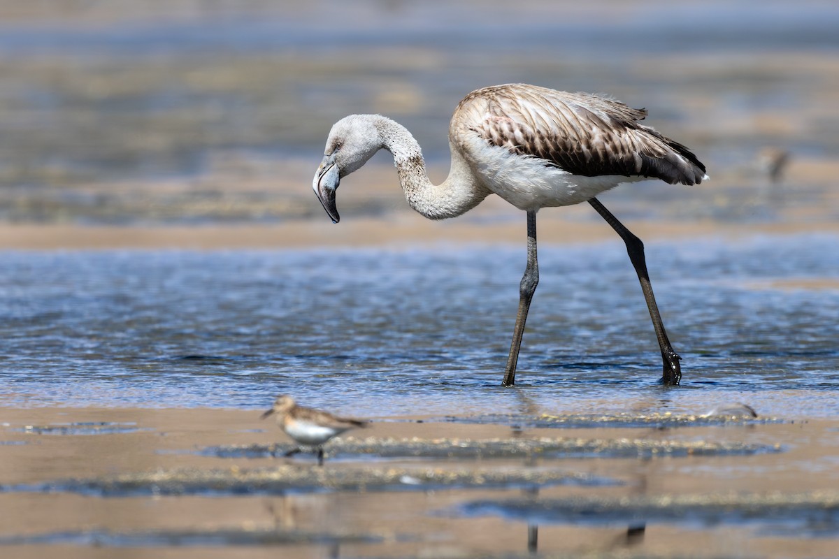 Чилийский фламинго - ML646792554