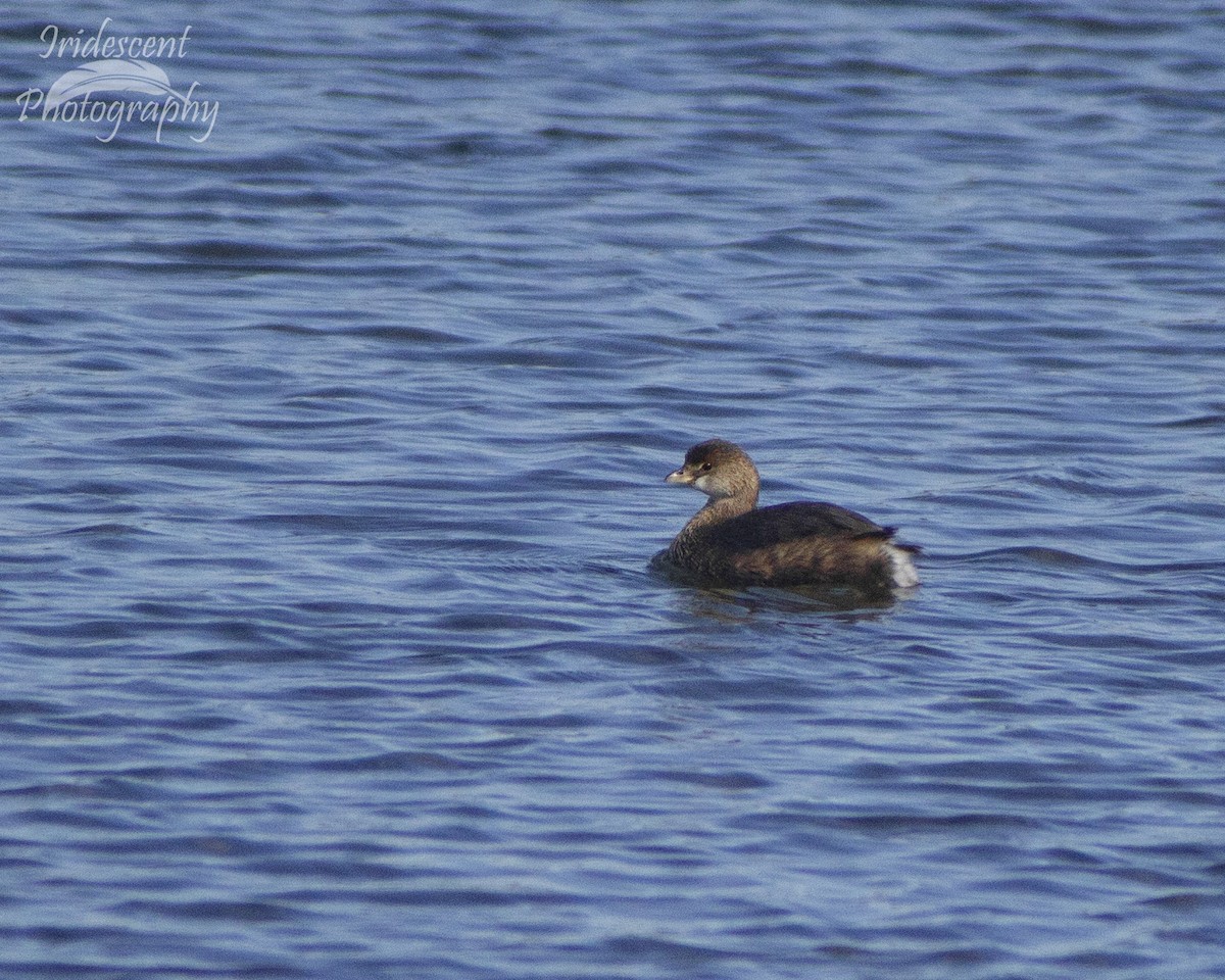 Пестроклювая поганка - ML646792555