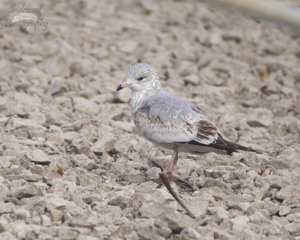 Делавэрская чайка - ML646792556