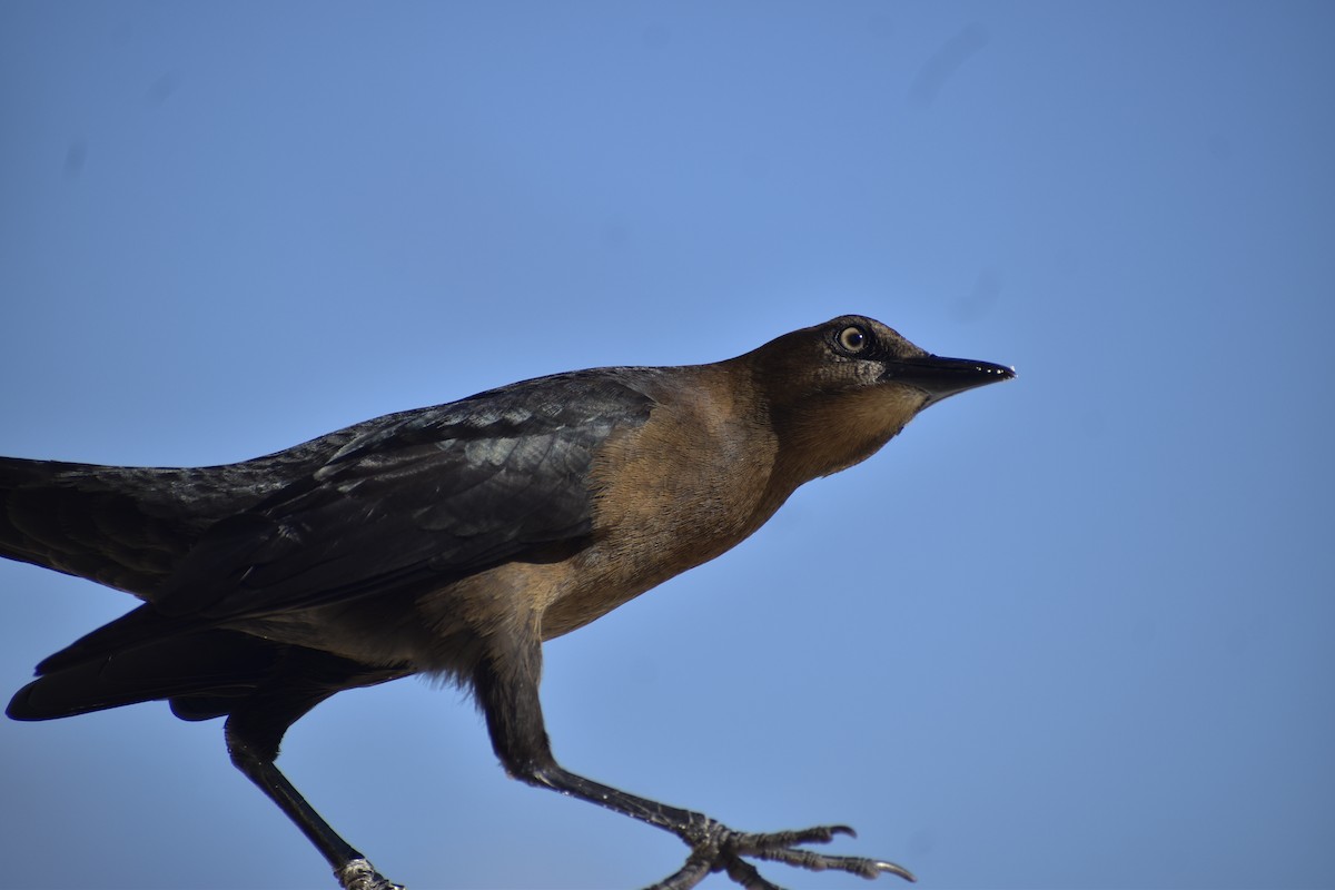 Большехвостый гракл - ML646792557