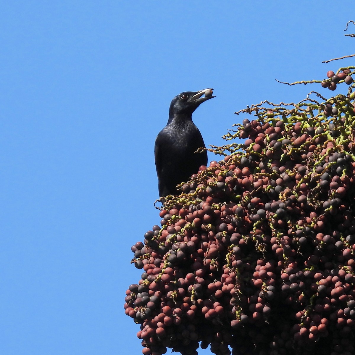 Краснокрылый скворец - ML646792559