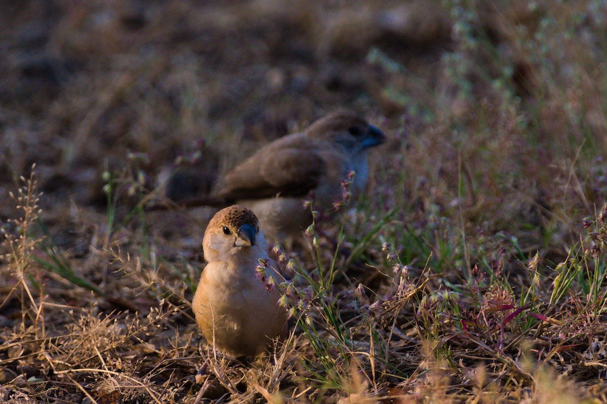 Малабарская амадина - ML646792560