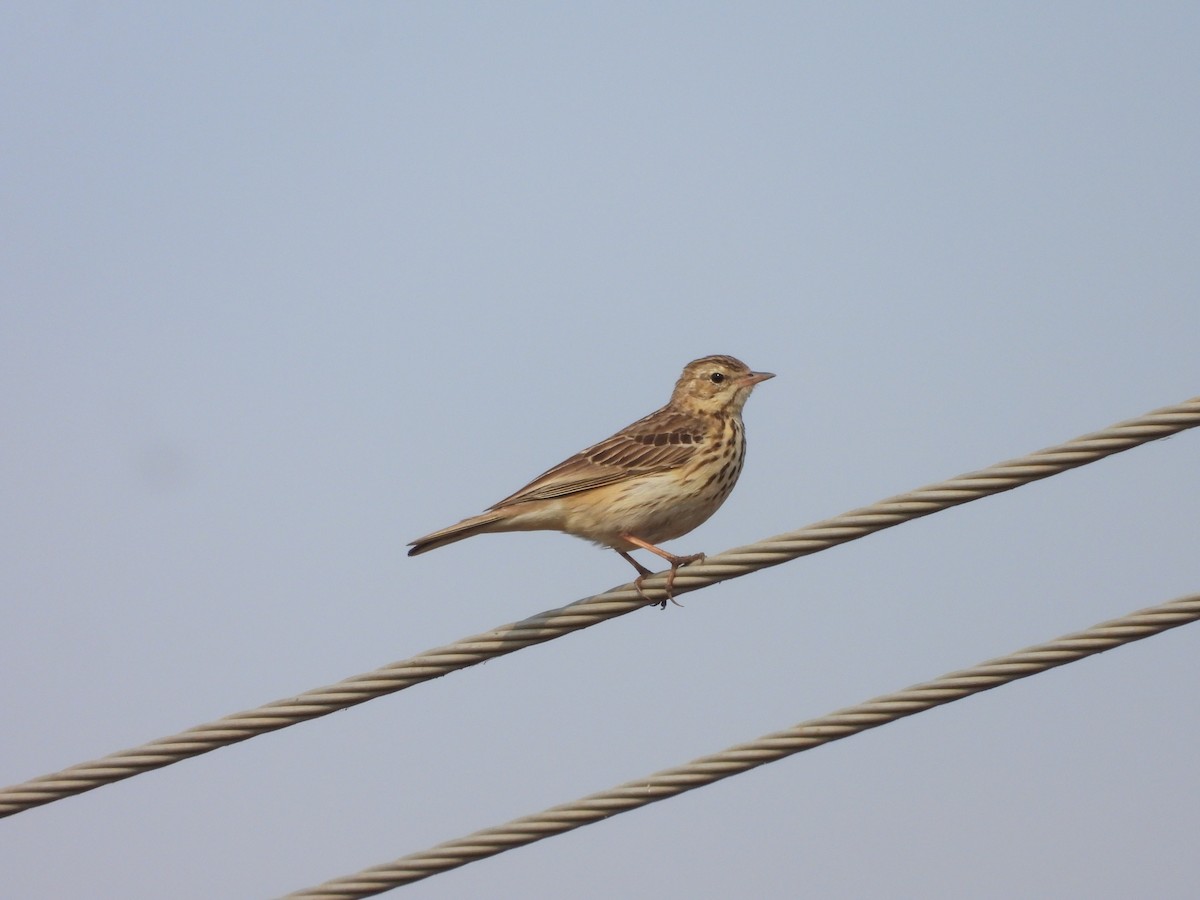 Ağaç İncirkuşu - ML646792561