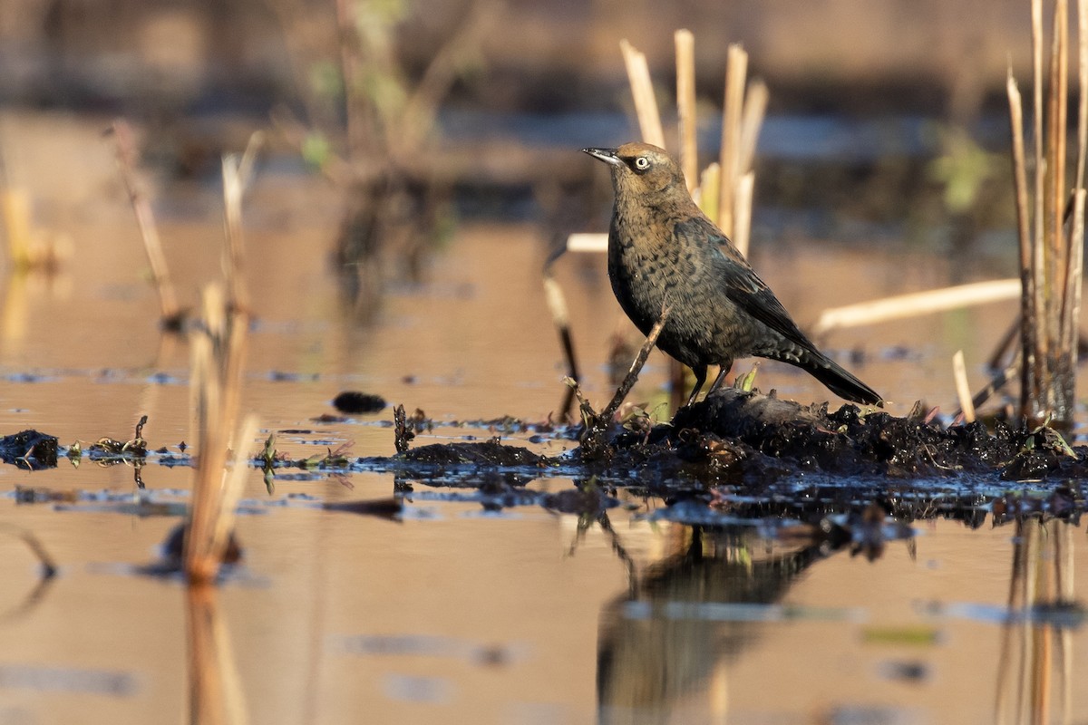 Ржавчатый трупиал - ML646792562