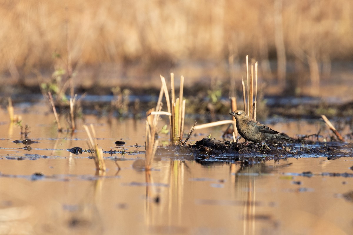 Ржавчатый трупиал - ML646792563
