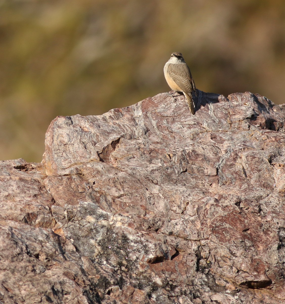 Скальный крапивник - ML646792564