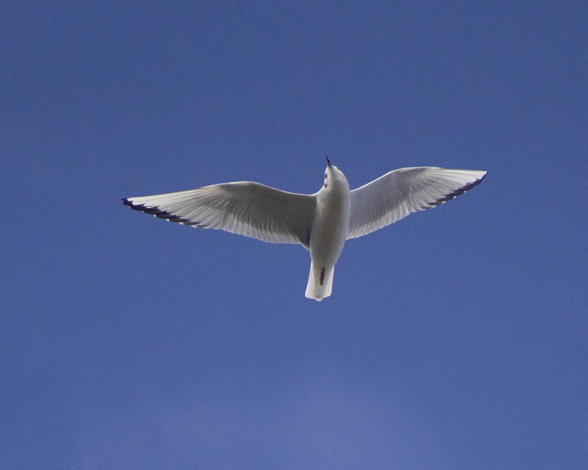 Бонапартова чайка - ML646792565