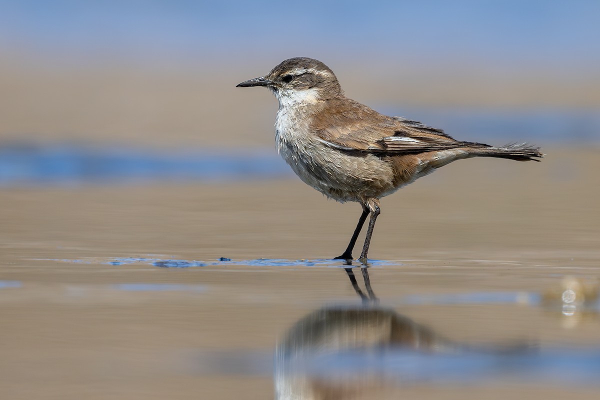 Светлокрылая трясохвостка - ML646792566