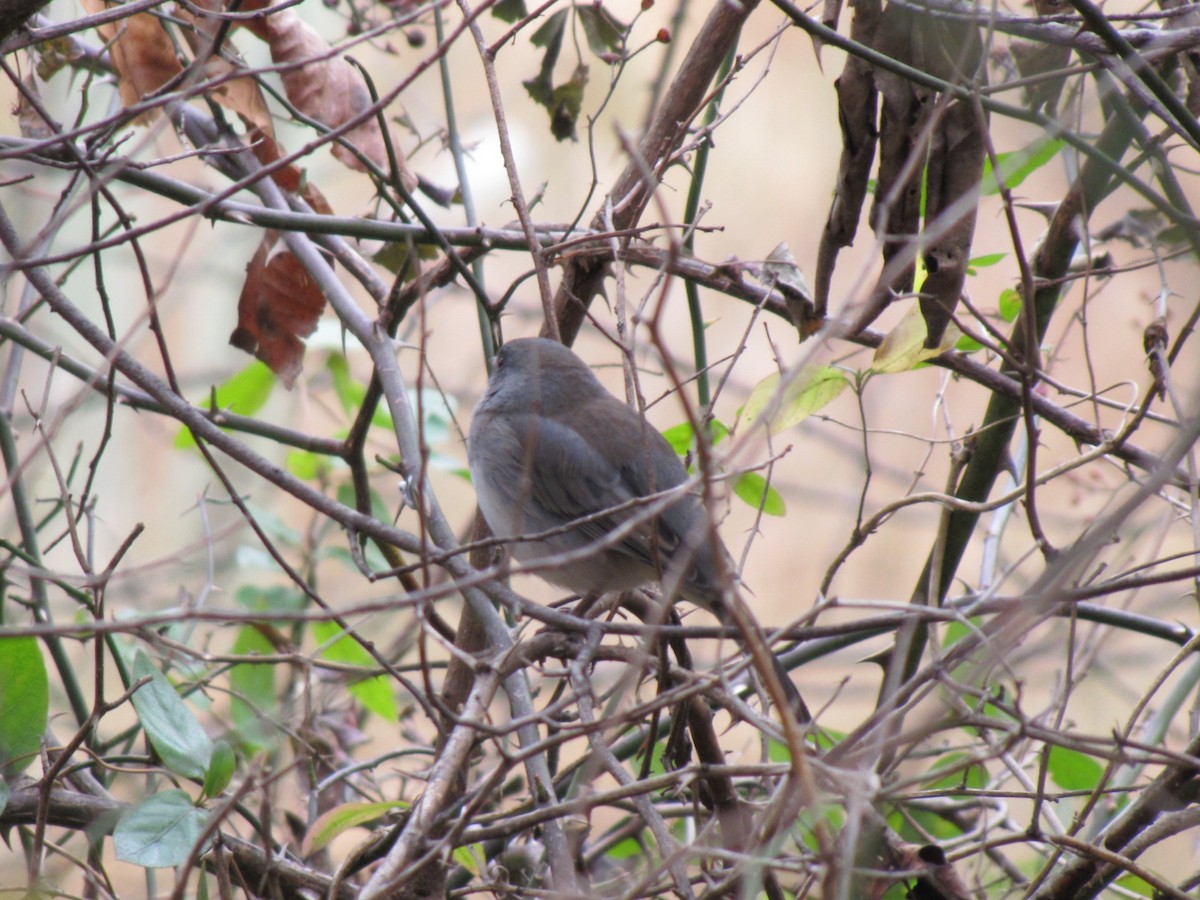 Серый юнко - ML646792567