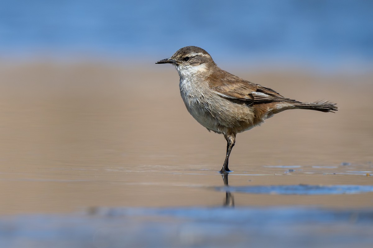 Светлокрылая трясохвостка - ML646792568