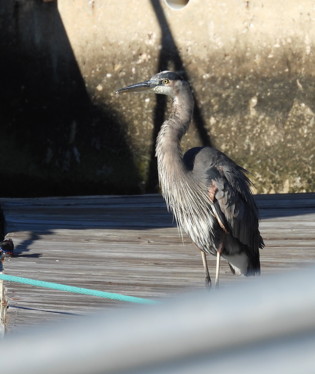 Большая голубая цапля - ML646792570