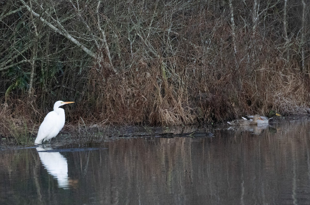 Большая белая цапля - ML646792571