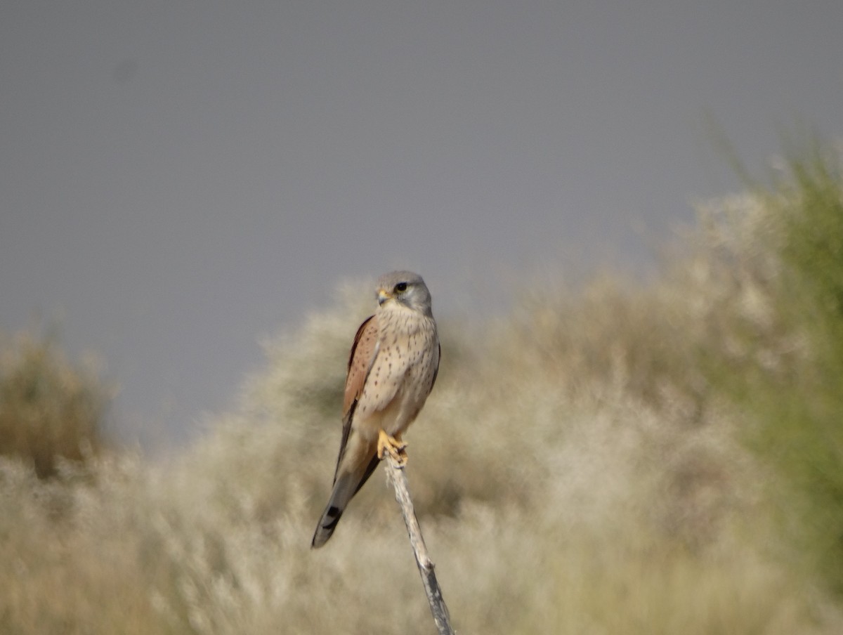 Eurasian Kestrel - ML646792572