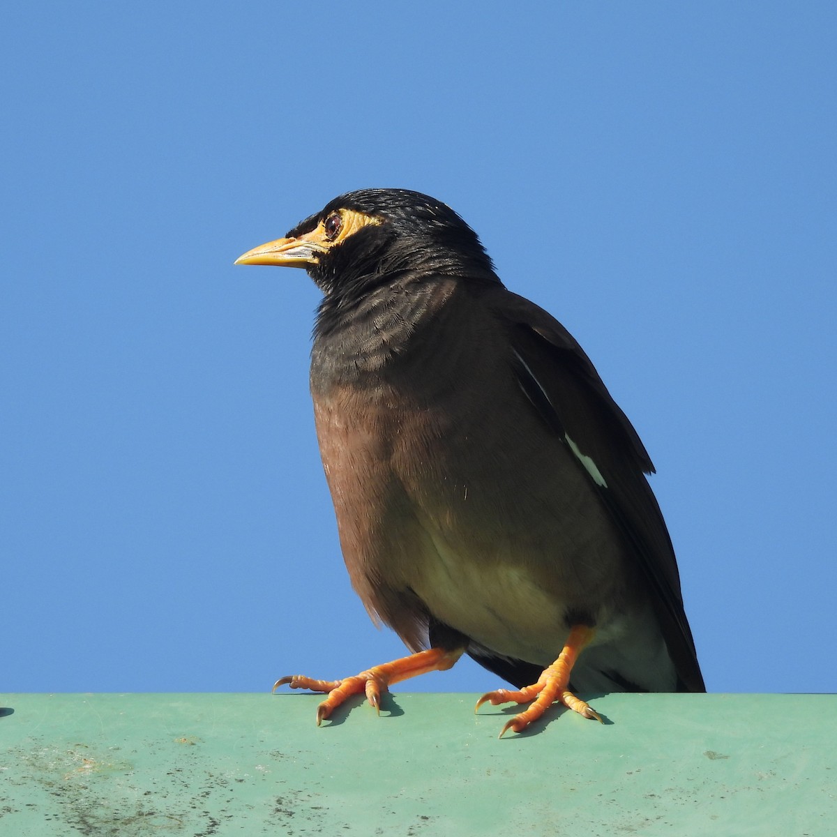 家八哥 - ML646792578