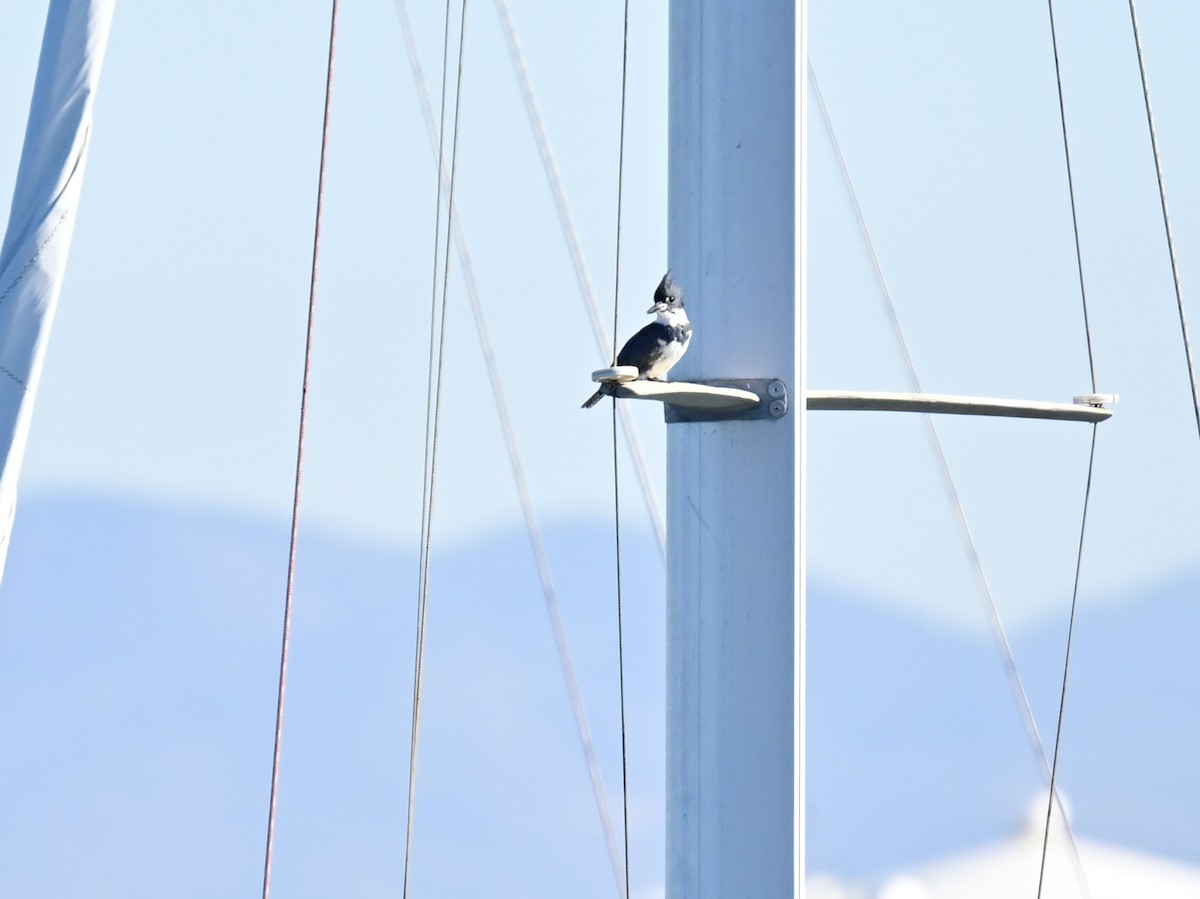 Martin handi iparramerikarra - ML646792580