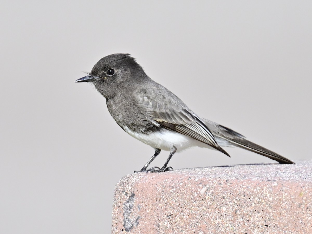 Black Phoebe - ML646792582