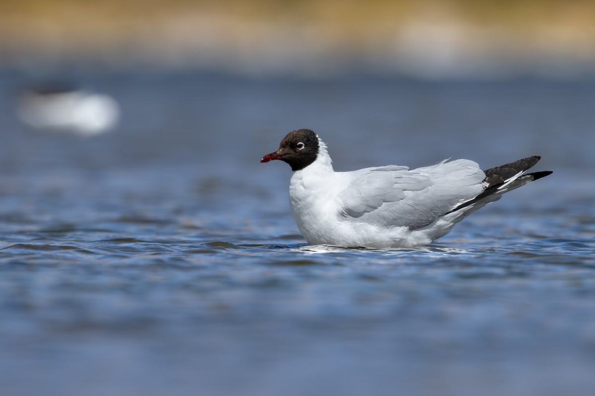 And Martısı - ML646792583