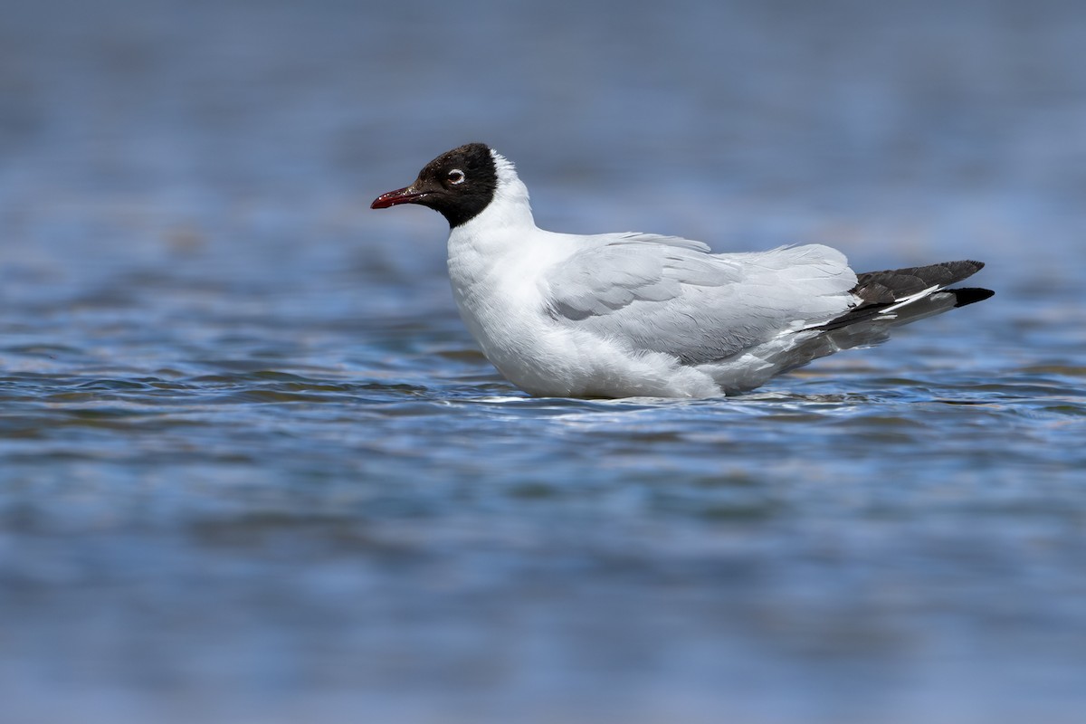 And Martısı - ML646792584