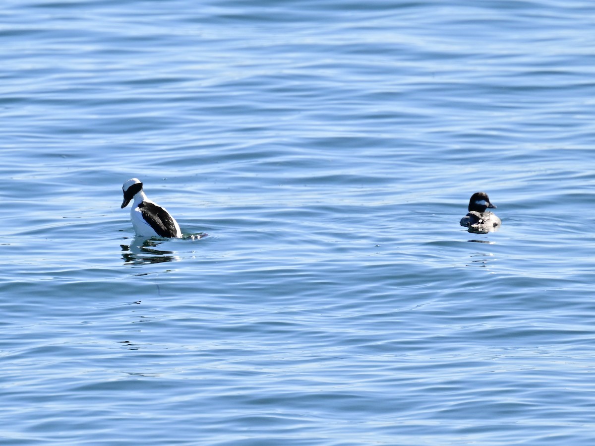 Murgilari buruzuria - ML646792585