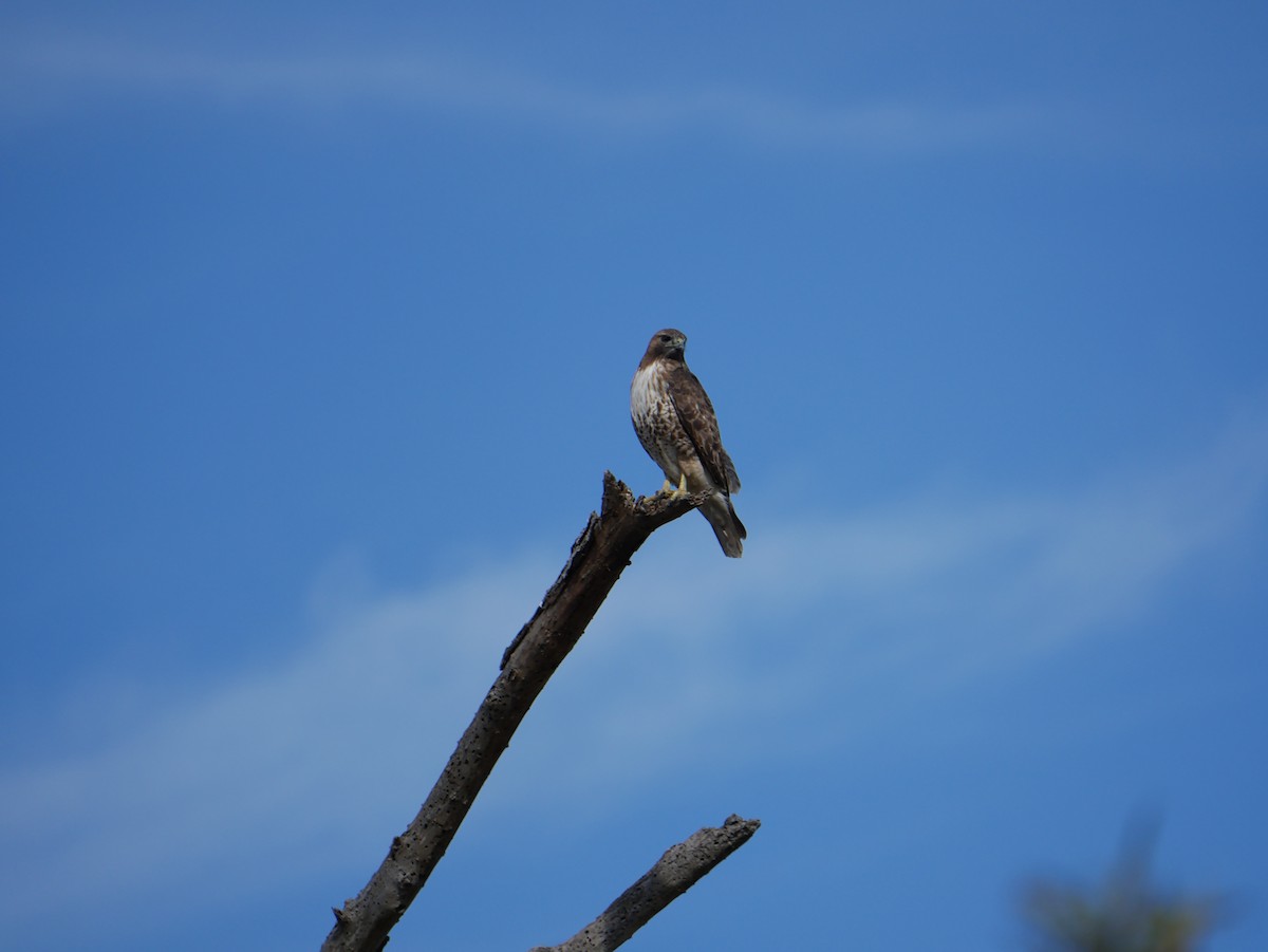 Zapelatz buztangorria - ML646792587