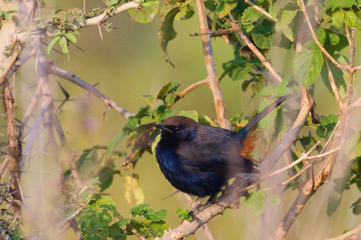 Indian Robin - ML646792588