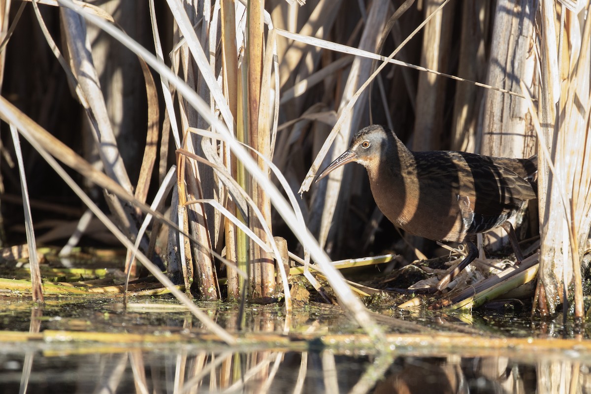 Virginia Rail - ML646792589