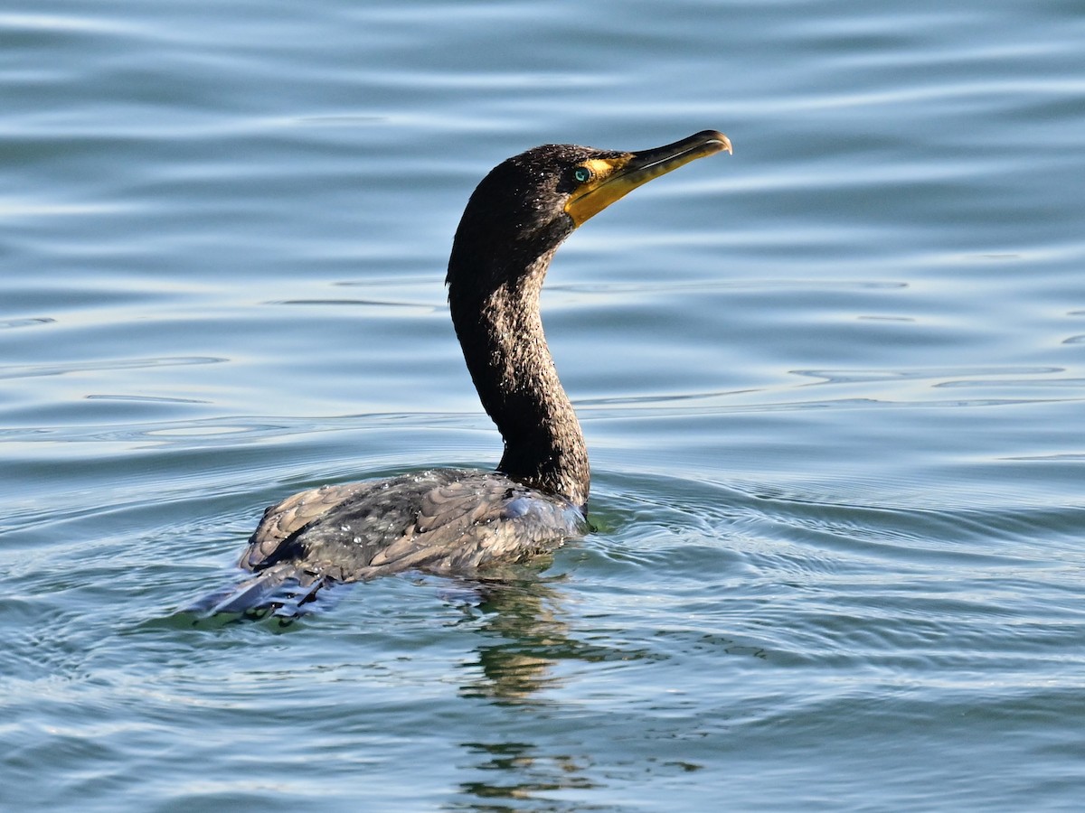 Ubarroi belarriduna - ML646792591