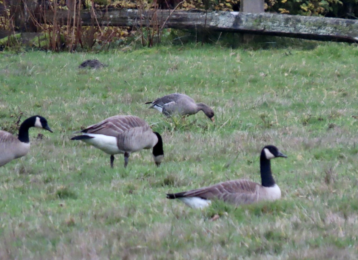 Antzara muturzuria - ML646792593